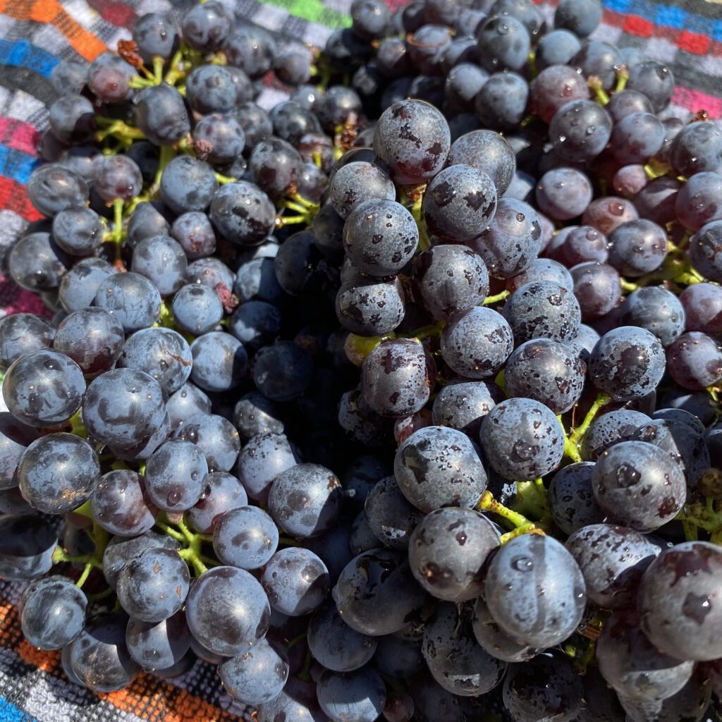 Je me fais du bien pour prendre soin #6 : la monodiète de raisin