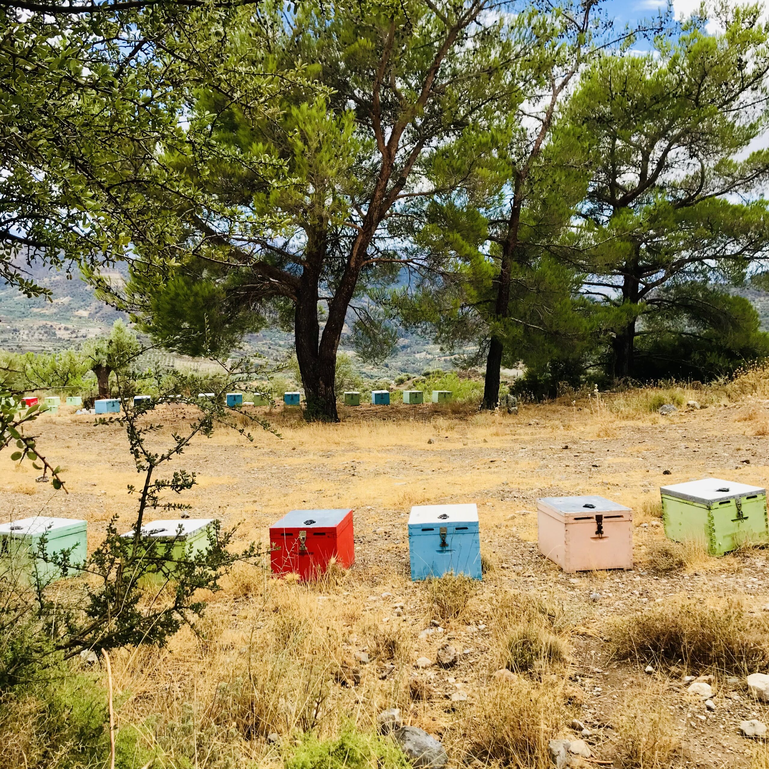 Les produits de la ruche